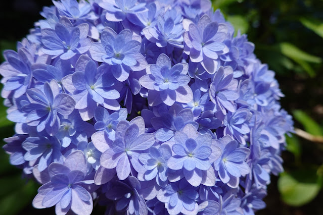 鳥取県西伯郡南部町鶴田 とっとり花回廊 アジサイ園