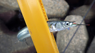 サヨリ 湾奥 ガルプサンドワーム