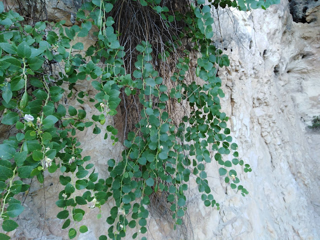 Cappero sui Muri di Matera