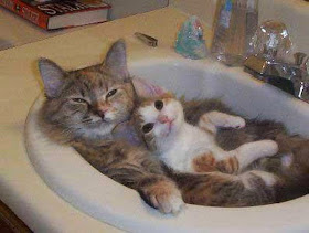 Funny cats - part 94 (40 pics + 10 gifs), cat pictures, kitten and cat sit on sink