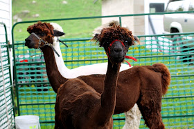 naked alpacas!