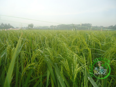 FOTO 1 : Padi NAZWA 65 HST di Cibandung, Sudah Matang Adonan. 80 HST Panen