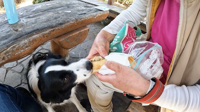 保護犬 ボーダーコリー トーマ 稲毛海浜公園