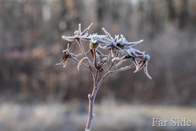 Rose Hips