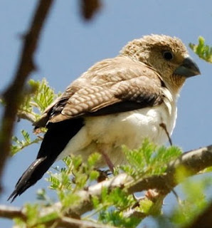 African Silverbill Bird Pictures