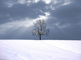 Tree and Snow wallpaper