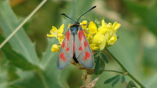 Zygaena (Zygaena) loti DSC59919