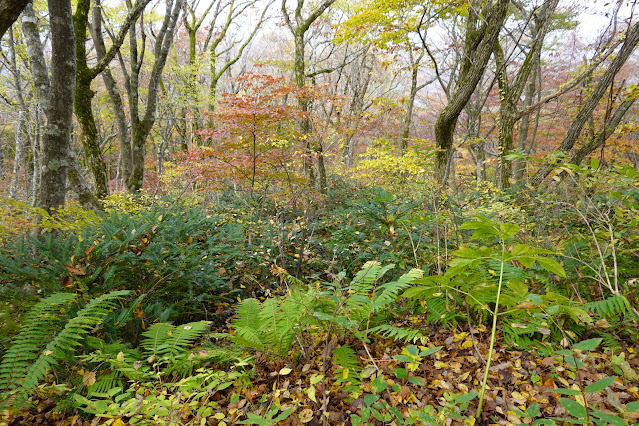 鳥取県西伯郡大山町大山　横手道