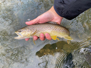 Mad River Outfitters: Ohio Fly Fishing Forecast 04/08/22