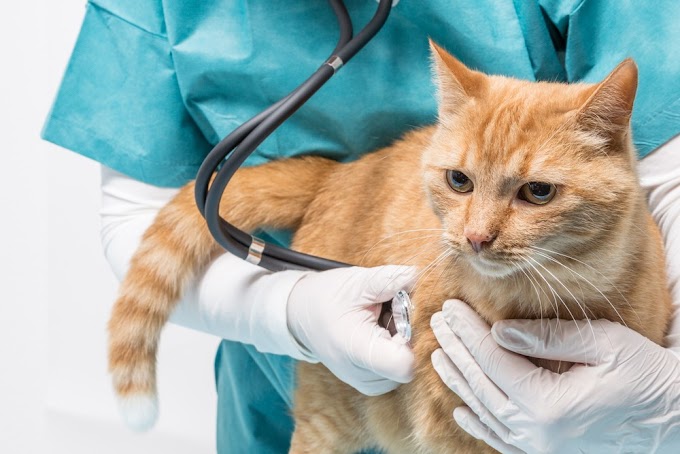 Complete Medical Assessment Offered By Animal Care Clinics
