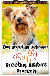 Dog Greeting Behavior - Buffy Greeting Visitors Properly