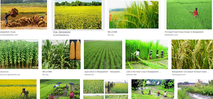 Crops of Bangladesh