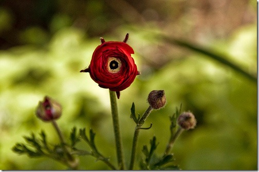 flower-photography3