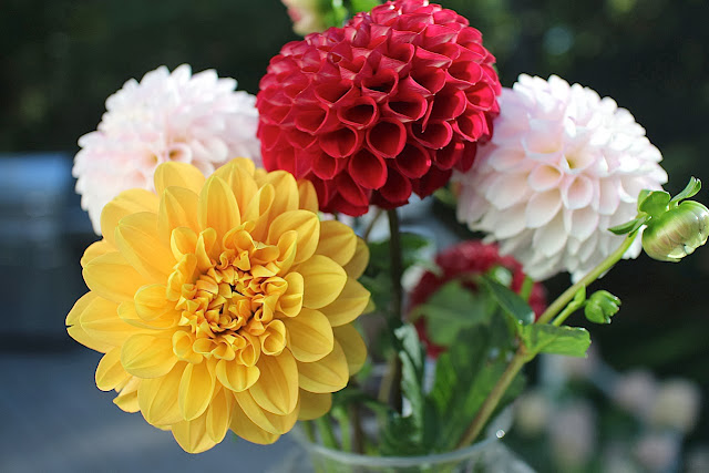 The Garden Appreciation Society-- The Impatient Gardener -- dahlias