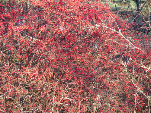 Japanese Barberry