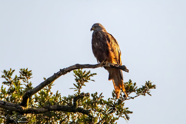 Red kite