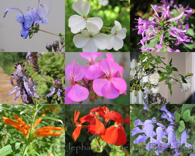 Rotheca, Pelargonium, Hypoestes Plectranthus neochilus, Pelargonium, Iceberg rose Leonotis,  Pelargonium, Plectranthus saccatus Pic h