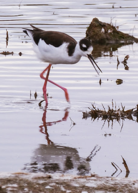 Black-necked Stilt Elk Grove Sacramento California Cosumnes River Preserve Bird Watching Fall Migration