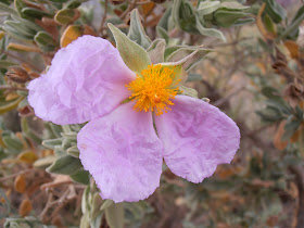 flor-de-JARA-BLANCA-Cistus-albidus