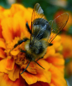 Beekeeping, URI Master Gardener