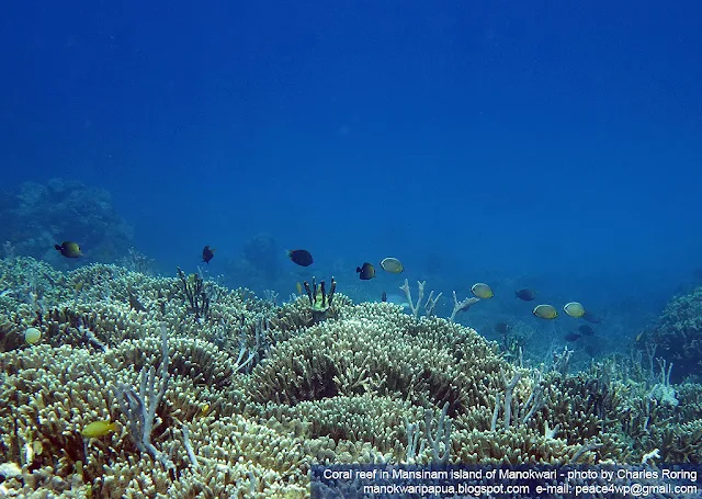 Coral reef and tropical fish in Mansinam island