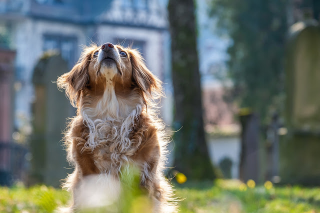 Fromm Gold Nutritionals Senior Dry Dog Food Review