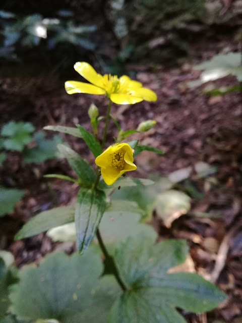 Anaga, Tenerife, Sendero de los sentidos