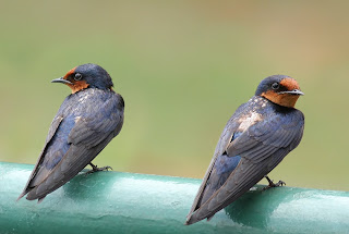 Gambar Burung Layang Batu