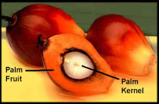 Palm oil fruit kernel 