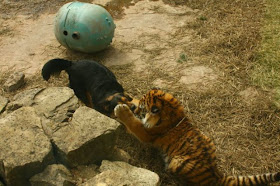 interspecies friendships, a dog and tiger, funny animal photos, animal pictures, dog and tiger cub at the zoo, dog and tiger are friends