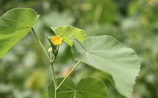 Indian Mallow Flowers