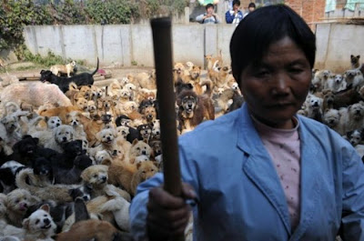 Chinese Woman Adopts 1500 Dogs, 200 Cats Seen On  www.coolpicturegallery.us