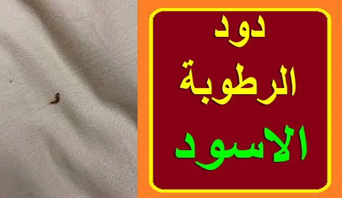 "دود الرطوبة" "دود الرطوبة الأسود" "شكل دود الرطوبة" "دود الرطوبة الأبيض" "ديدان الرطوبة السوداء" "ديدان الرطوبة البيضاء" "ديدان الرطوبة" "القضاء على ديدان الرطوبة" "التخلص من دود الرطوبة" "كيفية التخلص من دود الرطوبة" "اسباب ظهور دود الرطوبة"