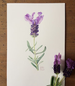 Spanish Lavender, Lavandula stoechas, watercolou painting on Fabriano Artistico paper 