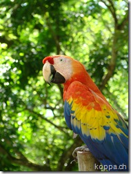 110614 Copan (18)