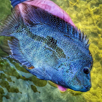 Year of the Rio, Rio Grande Cichlid, Texas Cichlid, Rio Grande Cichlid on the fly, Fly Fishing for Rio Grande Cichlid, Fly Fishing Texas, Texas Fly Fishing, YOTRio2021,