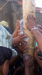  Mysterious 2 Moringa Trees With "ALLAH" Inscription Spring Up In Ogun