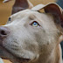 OS PRINCIPAIS TIPOS DE PITBULL E SUAS CARACTERÍSTICAS 