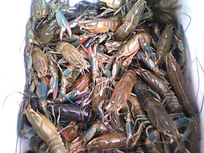 Budidaya Lobster Air Tawar