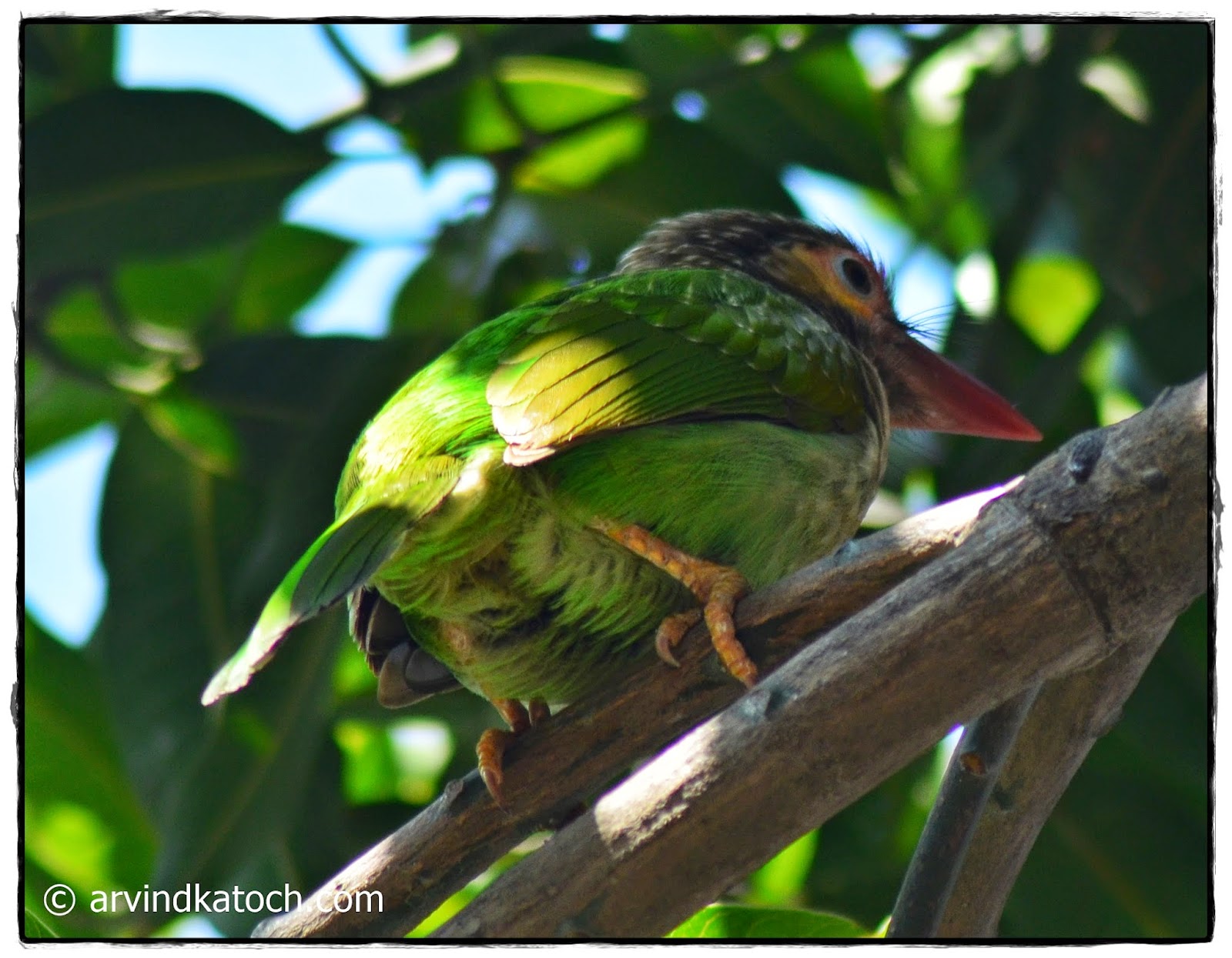 Brown-headed barbet, Back