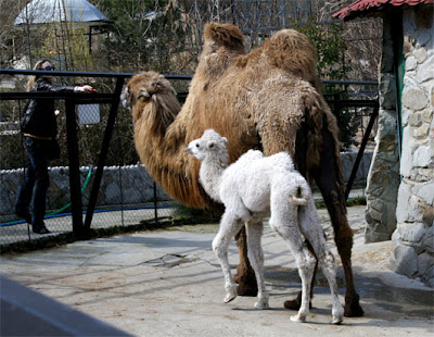 Beautiful White & Albino Animals Seen On coolpicturesgallery.blogspot.com