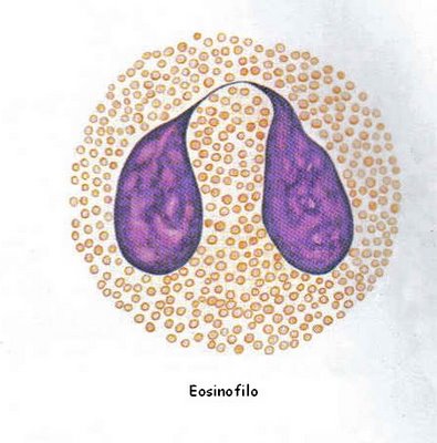 Resultado de imagen de eosinófilos