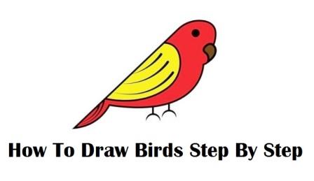 How To Draw Birds Step By Step