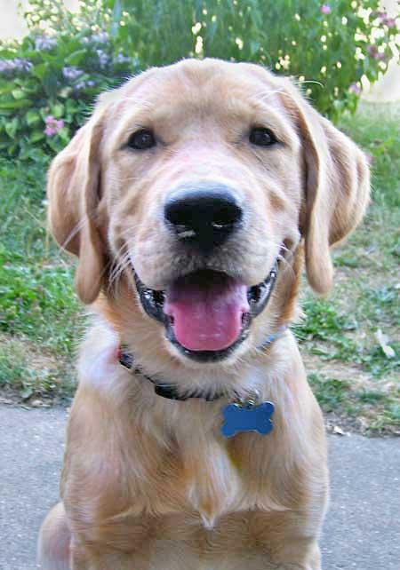 Retriever Labrador: Labrador Golden Retriever Mix - LabraDor+GolDen+Retriever+Mix