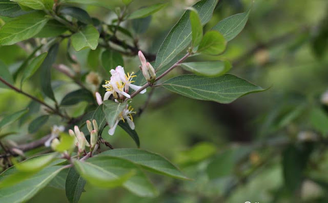 Amur Honeysuckle Flowers Pictures