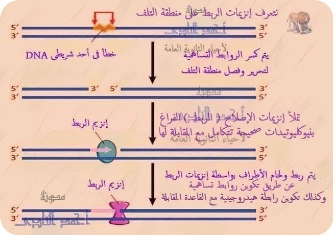 أغسطس 2018 | مدونة أحمد النادى لأحياء الثانوية العامة