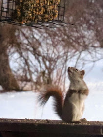 red squirrel