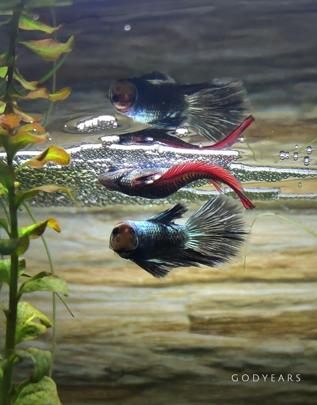 siamese fighting fish breeding and laying eggs below a bubble nest