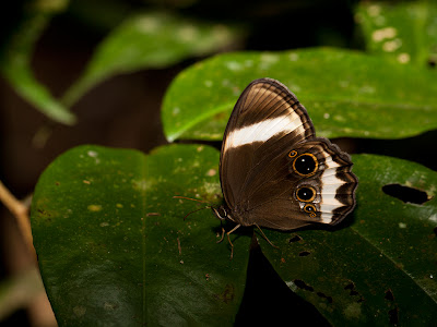 Butterfly in shade dappled light