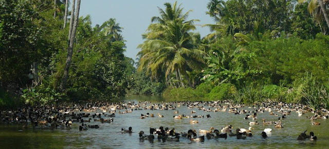 canard élevage kerala backwater